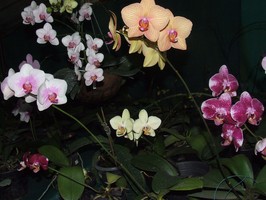 Phal Garden